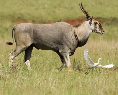 eland 1.jpg