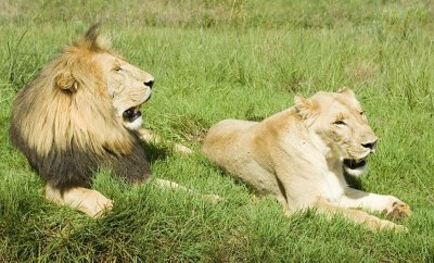 lion 3.jpg