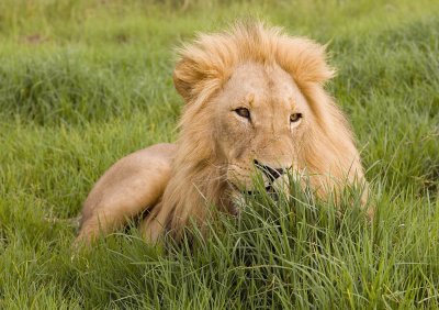 lion 5.jpg