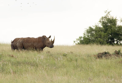 rhino 3.jpg