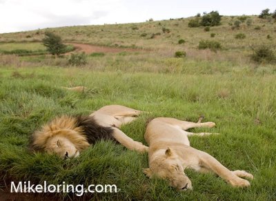 lion 7.jpg