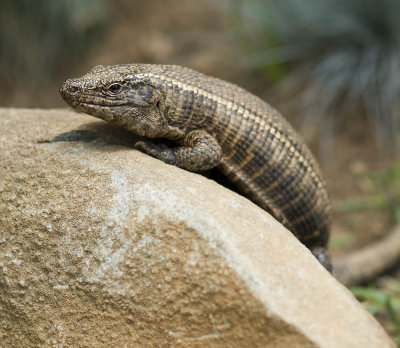 skink.jpg