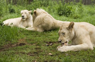 lion 6.jpg