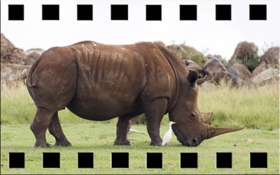 rhino flm.jpg