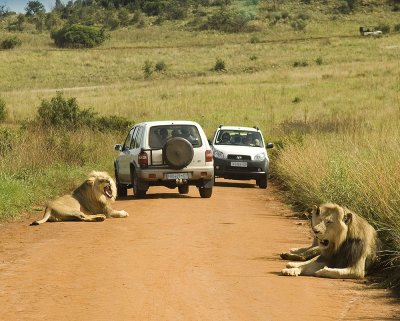 lion problem.jpg