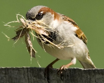 sparrow full .jpg