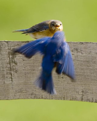 bluebird lovers.jpg