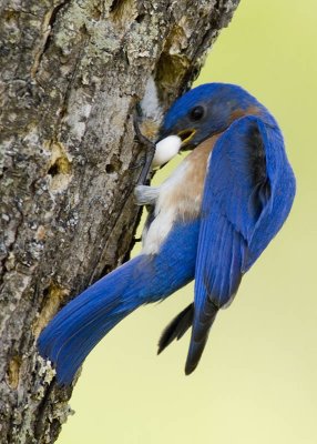 bluebird poop 2.jpg
