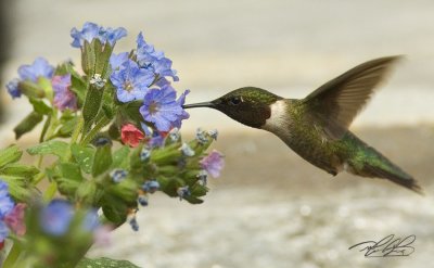 hummingbirddis2.jpg