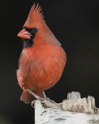 cardinal 2.jpg