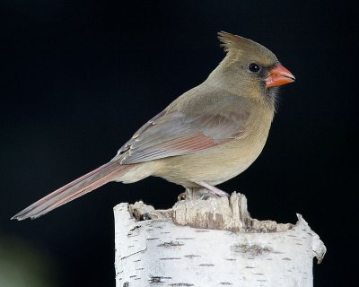 555  Female Cardinal.jpg
