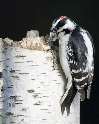 Downey woodpecker.jpg