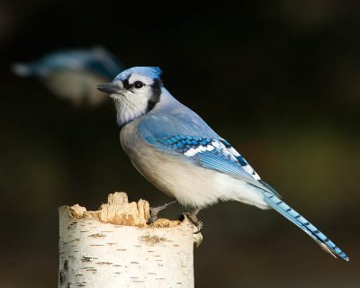 Blue Jay.jpg