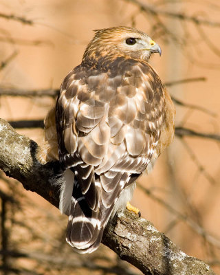 _DSC00551199hawk.jpg