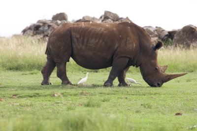 _DSC03364777africa.jpg