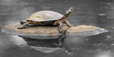 heron turtle5668DSC_8581 M.jpg