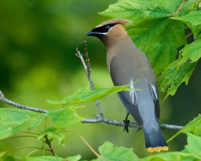 southford wax wing2950_D2X0037.jpg