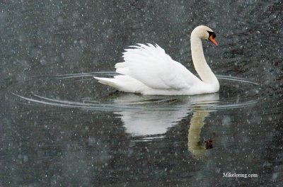 snow swan1136 copy.jpg