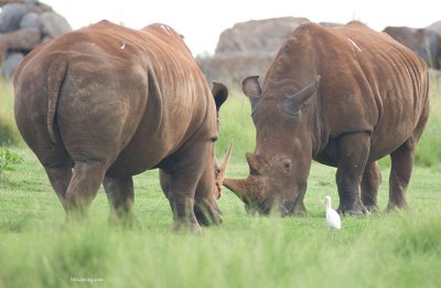 _DSC00464182africa.jpg