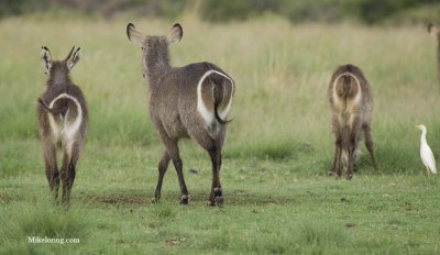 water buck africa.jpg