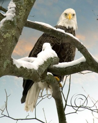 gallery bald eagle16x20 canvas.jpg