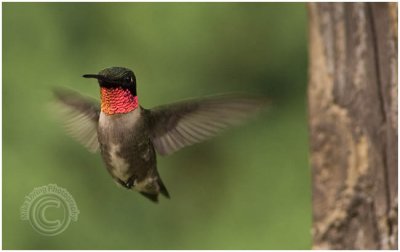 Ruby T.humming bird male birds.jpg