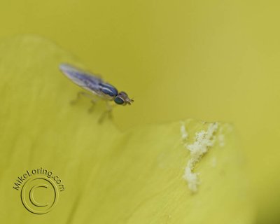 macro mini bug with pollen .jpg