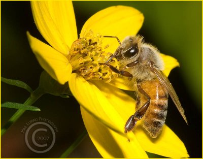 10371macro honey bee.jpg