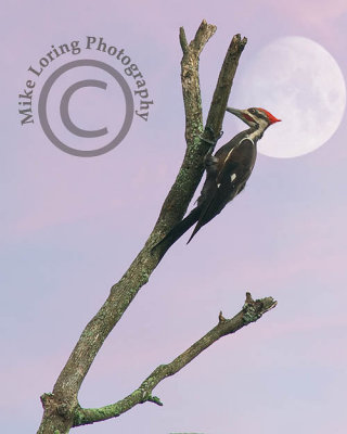 woodpecker Moon .jpg