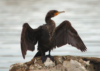 cormorano - phalacrocorax charbo