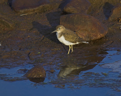 Piro-piro piccolo - actitis hypoleucos