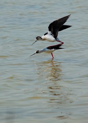 cavalieri d'Italia - Himantopus Himantopus