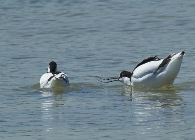 Avocetta - Recurvirostra avosetta