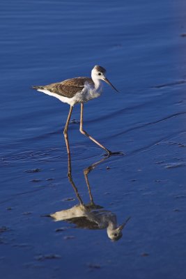 Cavaliere d'Italia - Himantopus Himantopus