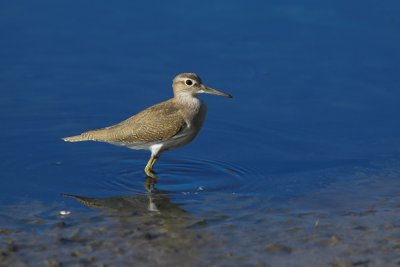 Piro-piro piccolo - actitis hypoleucos