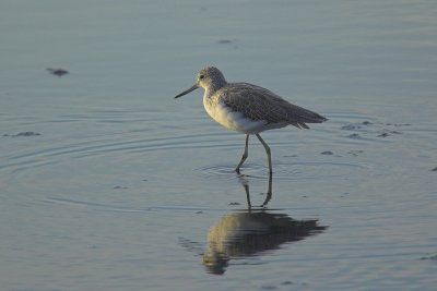 Pantana - tringa nebularia