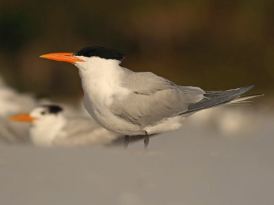 g6/51/758351/3/75776125.iIADci6p.jpg