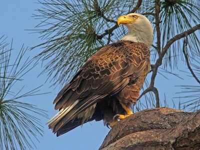 Bald Eagle (Haliaeetus leucocephalus)