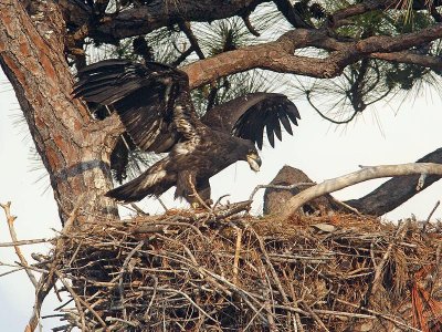 Bald Eagle nestling (Haliaeetus leucocephalus)