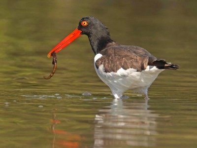 Oystercatcher with prey (Haematopus palliatus)