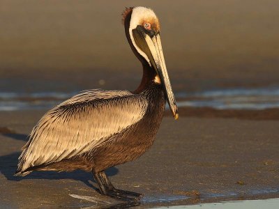 Brown pelican (Pelecanus occidentalis)