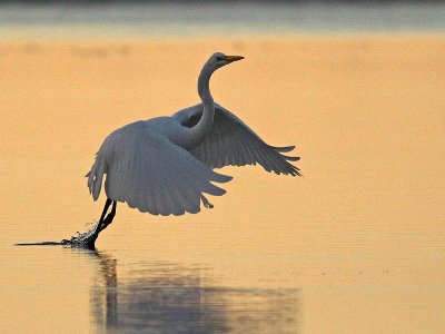 Great egret (Egretta alba)