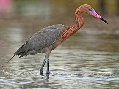 Reddish egret (Egretta rufescens)