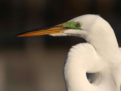 Great egret portrait (Egretta alba)