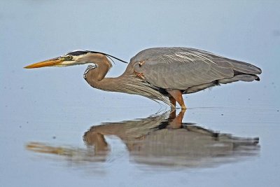 Great blue heron (Ardea herodias)