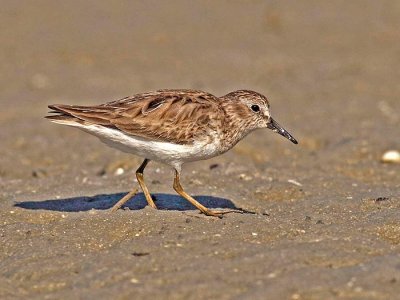 Least sandpiper (Calidris minutilla)