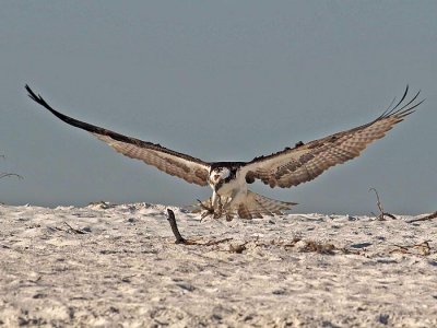 Osprey (Pandion haliaetus)