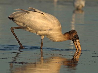 Young Wood stork (Mycteria americana)
