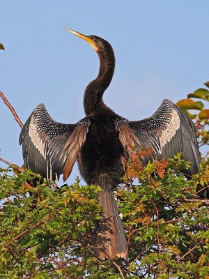 Anhinga (Anhinga anhinga)