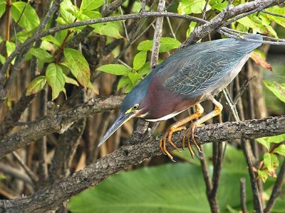 Green heron (Butorides striatus)